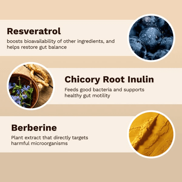 Etera - Regula™ Gut Supplement